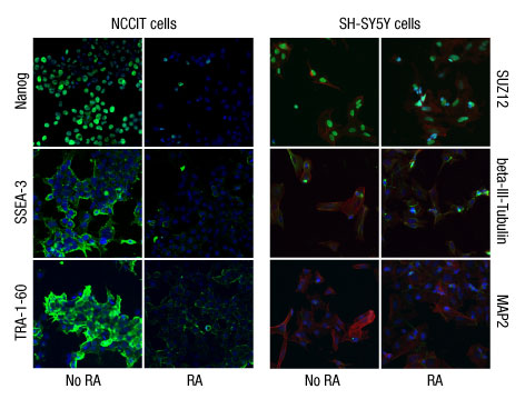 A13n02-Fig2 A13n02-Fig2