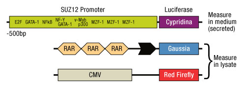 A13n02-Fig5 A13n02-Fig5
