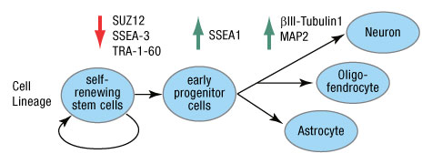 A13n02-Fig1 A13n02-Fig1