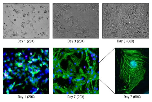 A14n09-Fig3A-490px A14n09-Fig3A-490px