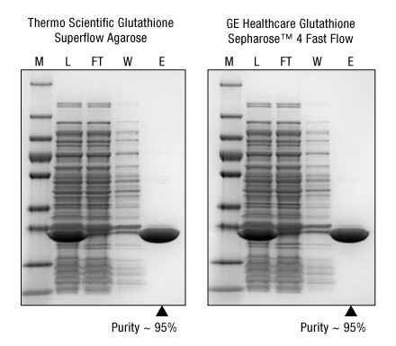 A13n15-Fig2-GSH-Superflow-purity A13n15-Fig2-GSH-Superflow-purity
