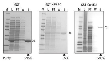 A13n15-Fig1-GSH-Superflow-purity A13n15-Fig1-GSH-Superflow-purity