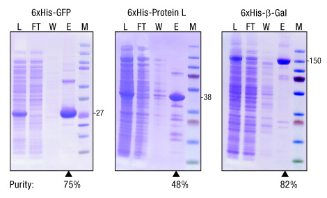 A13n14-Fig1-Ni-NTA-Superflow-purity A13n14-Fig1-Ni-NTA-Superflow-purity