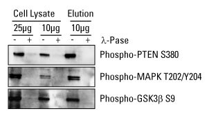 A12n14-Fig2 A12n14-Fig2