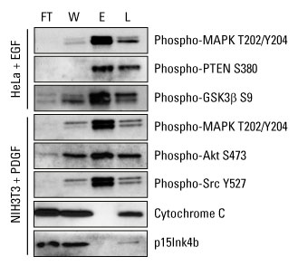 A12n14-Fig1 A12n14-Fig1