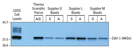 88804-ProteinAGMag-004-467px 88804-ProteinAGMag-004-467px