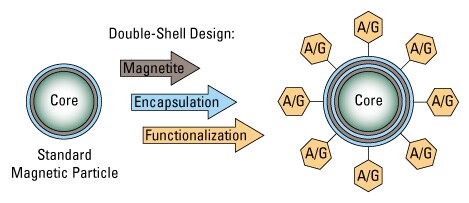 88802-ProteinAGMag-001-469px 88802-ProteinAGMag-001-469px