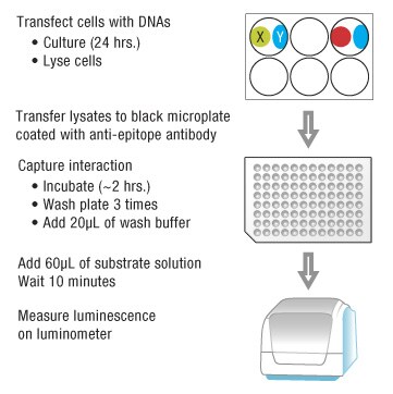 A14n10-Fig2B A14n10-Fig2B