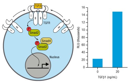 A14n10-Fig5 A14n10-Fig5