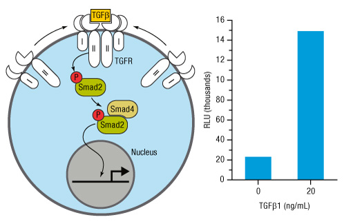 A14n10-Fig5 A14n10-Fig5