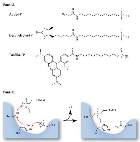 Structure and labeling mechanism of serine hydrolase probes Structure and labeling mechanism of serine hydrolase probes