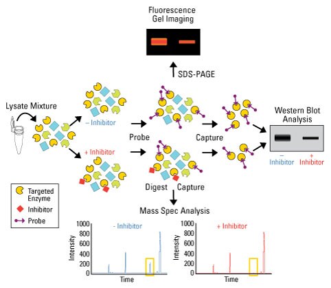 Western blot and mass spectrometry workflows Western blot and mass spectrometry workflows