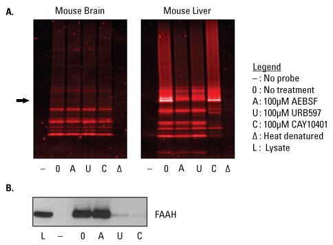 Screening different inhibitors in mouse tissue Screening different inhibitors in mouse tissue