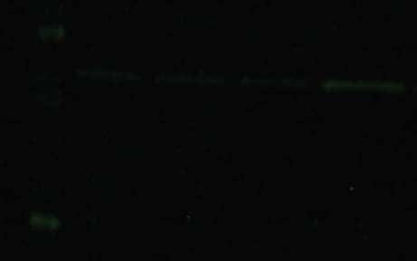 荧光免疫印迹常见问题—信号微弱或无信号 荧光免疫印迹常见问题—信号微弱或无信号