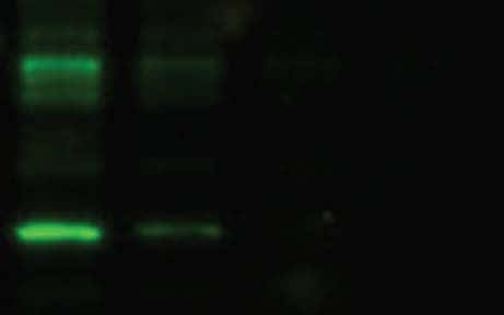 荧光免疫印迹场景问题—非特异性或弥散条带" 荧光免疫印迹场景问题—非特异性或弥散条带"