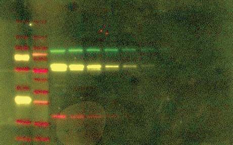 荧光免疫印迹常见问题—高背景 荧光免疫印迹常见问题—高背景