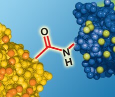 Protein Modification and Crosslinking Information Protein Modification and Crosslinking Information