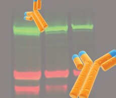 Western Blotting信息 Western Blotting信息