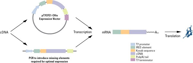 In-Vitro-Expression-Workflow-650px In-Vitro-Expression-Workflow-650px