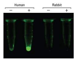HumanVsRabbitLysateFunctional250x HumanVsRabbitLysateFunctional250x