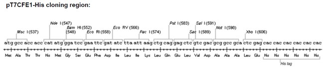 pT7CFE1-CHis-cloning-site-650px pT7CFE1-CHis-cloning-site-650px