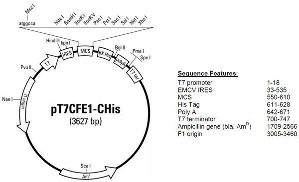 pT7CFE1-CHis-vector-map-600px pT7CFE1-CHis-vector-map-600px