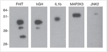 针对表达需要进行基因工程改造 针对表达需要进行基因工程改造