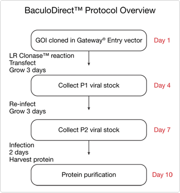 BaculoDirect™ 方法概述 BaculoDirect™ 方法概述