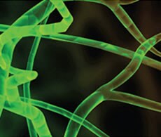 蛋白质结构裁剪图 蛋白质结构裁剪图