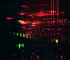 2D gel stained with Pro-Q Diamond phosphoprotein stain, Pro-Q Emerald glycoprotein stain and SYPRO Ruby total protein stain 2D gel stained with Pro-Q Diamond phosphoprotein stain, Pro-Q Emerald glycoprotein stain and SYPRO Ruby total protein stain