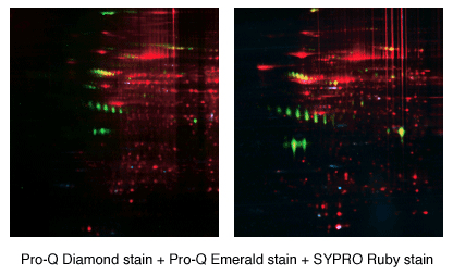 2D gel stained with Pro-Q Diamond phosphoprotein stain, Pro-Q Emerald glycoprotein stain and SYPRO Ruby total protein stain 2D gel stained with Pro-Q Diamond phosphoprotein stain, Pro-Q Emerald glycoprotein stain and SYPRO Ruby total protein stain