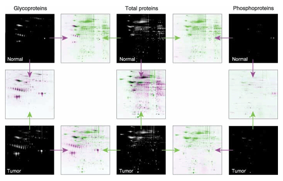 Analysis of the glycoproteome and phosphoproteome using Pro-Q and SYPRO stains Analysis of the glycoproteome and phosphoproteome using Pro-Q and SYPRO stains