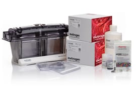 蛋白预制胶 蛋白预制胶