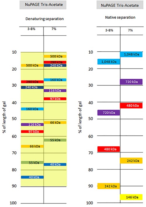 NuPAGE Tris乙酸预制胶 Thermo Fisher Scientific CN