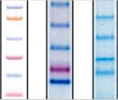 预染蛋白质分子量标准 预染蛋白质分子量标准