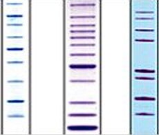 非预染蛋白标准品 非预染蛋白标准品