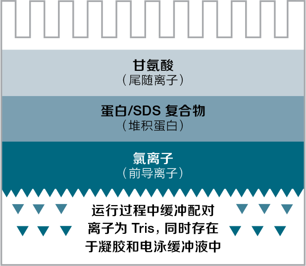 图 1.Tris-甘氨酸预制胶系统。 图 1.Tris-甘氨酸预制胶系统。