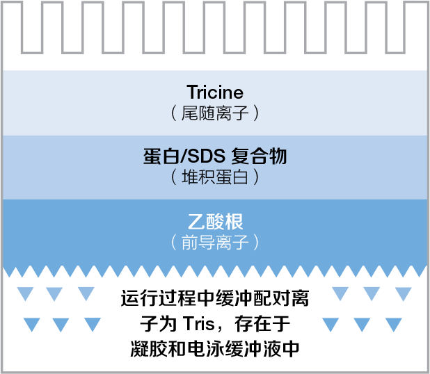 图 3.Tris-乙酸凝胶系统。 图 3.Tris-乙酸凝胶系统。