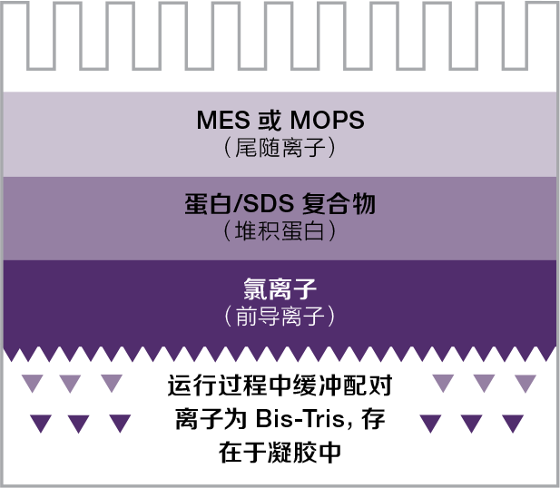 图 2. Bis-Tris 预制胶系统 图 2. Bis-Tris 预制胶系统