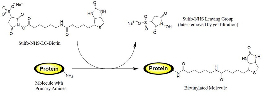 用于检测的带有伯胺基团生物素化的蛋白质 用于检测的带有伯胺基团生物素化的蛋白质