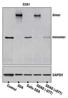 使用 NHS 酯双吖丙啶交联剂实现 EEA1 蛋白复合物的细胞内交联 使用 NHS 酯双吖丙啶交联剂实现 EEA1 蛋白复合物的细胞内交联