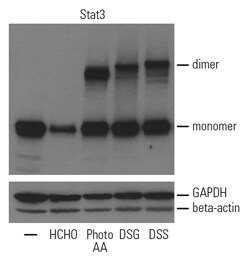与阴性对照相比,使用 DSG 和 DSS 以及光亮亮氨酸和光亮蛋氨酸交联剂的 STAT3 阳性条带 与阴性对照相比,使用 DSG 和 DSS 以及光亮亮氨酸和光亮蛋氨酸交联剂的 STAT3 阳性条带