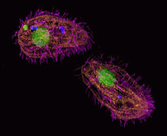 Protein synthesis Sample showing purple glycoproteins and green DNA