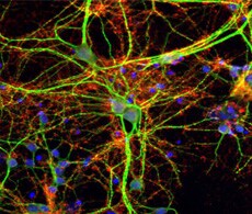 protein_labeling_230 protein_labeling_230