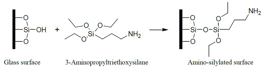 APTS reaction schematic APTS adding amino groups to glass surfaces for subsequent protein crosslinking and immobilization