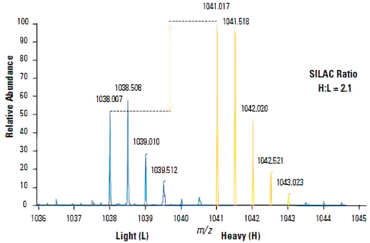 MS spectra generated using SILAC MS spectra of Proliferating cell nuclear antigen PCNA generated using SILAC