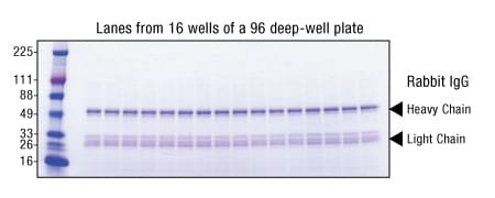 88845-88800-Protein-A-Mag 88845-88800-Protein-A-Mag