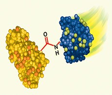 用于质谱的蛋白质互作交联 用于质谱的蛋白质互作交联