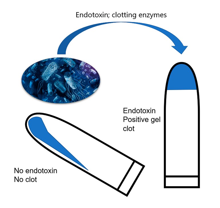 内毒素凝胶凝块反应 内毒素凝胶凝块反应