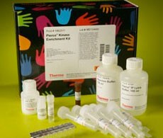 Protein Enrichment Strategies Protein Enrichment Strategies